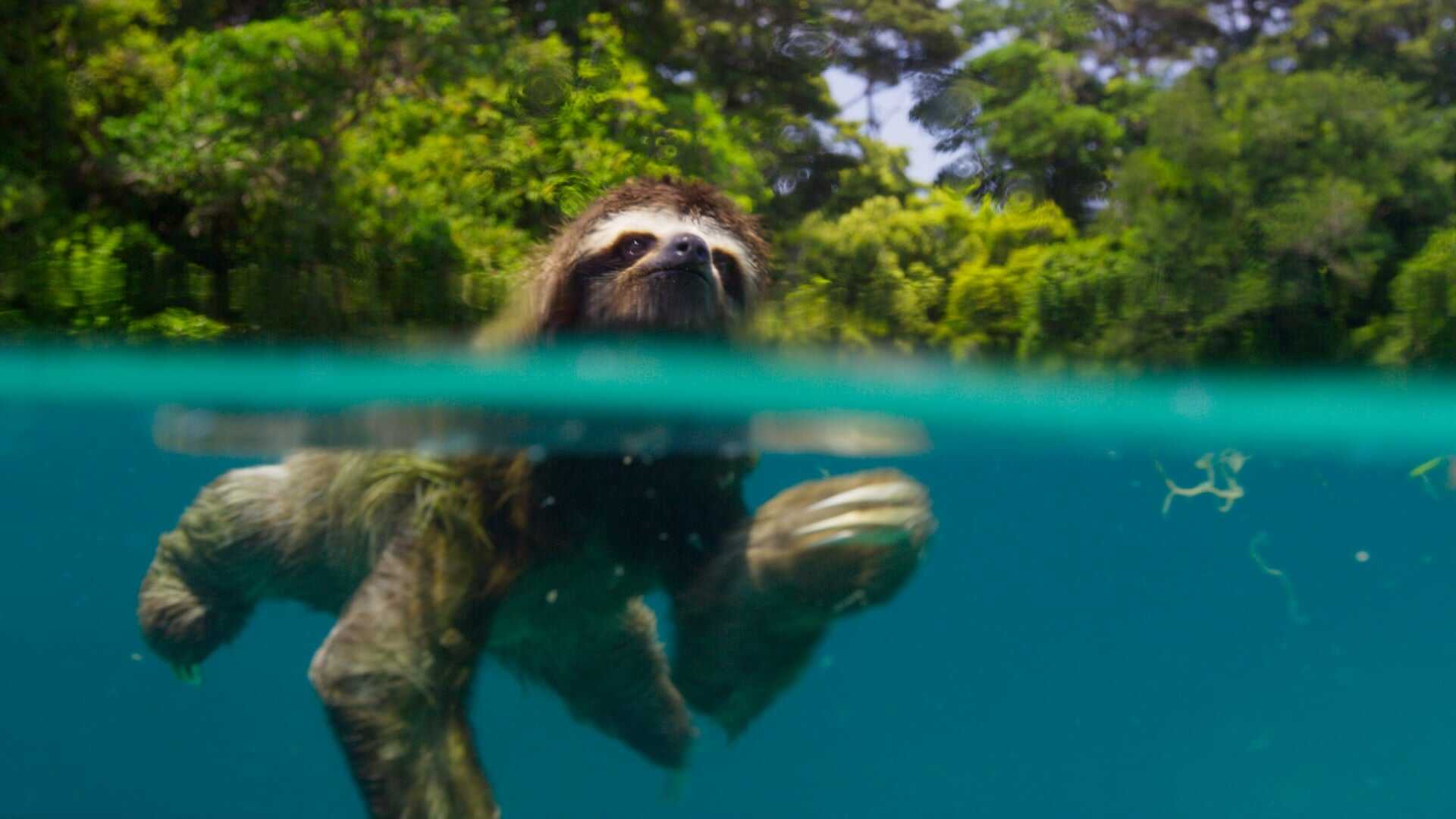 EN - Planet Earth II (2016) 1