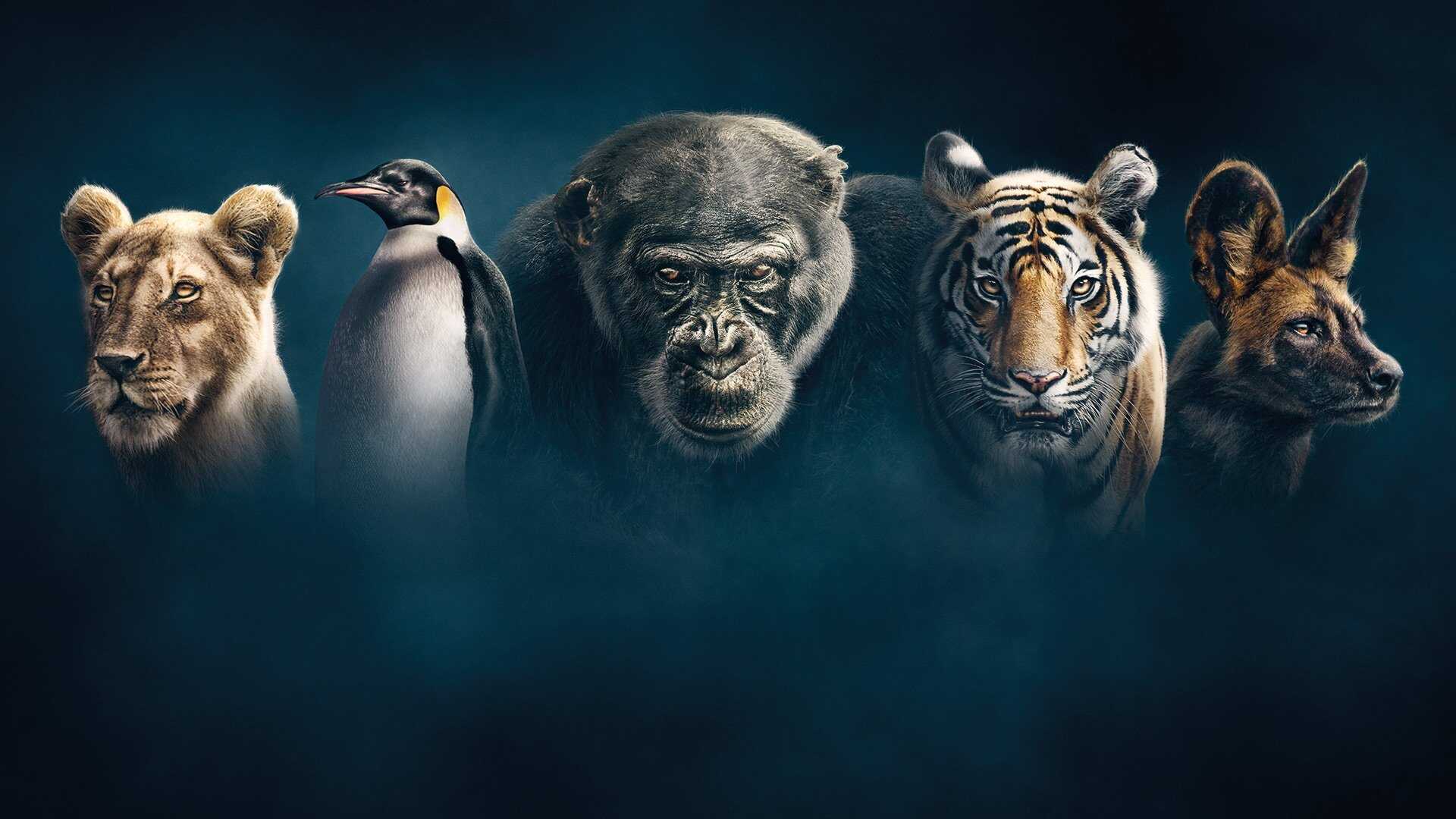 AR - Dynasties 0