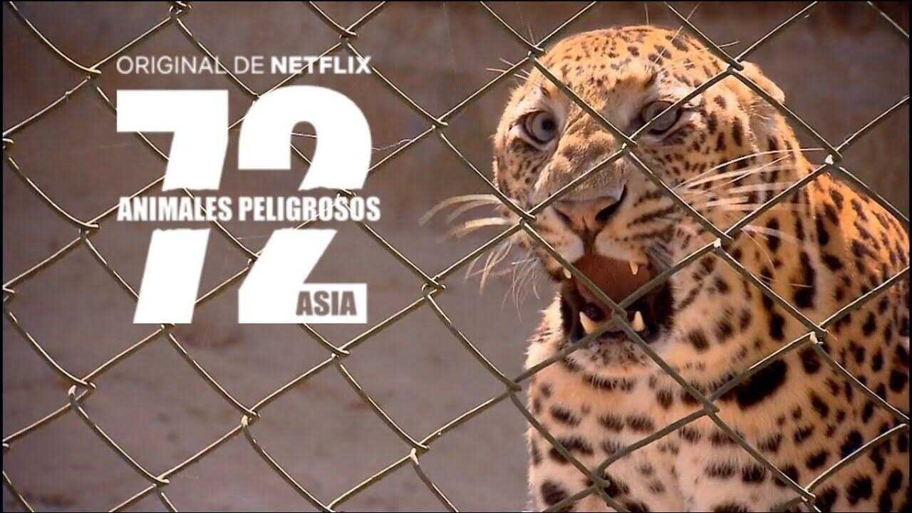 FR - 72 animaux dangereux en Asie 0