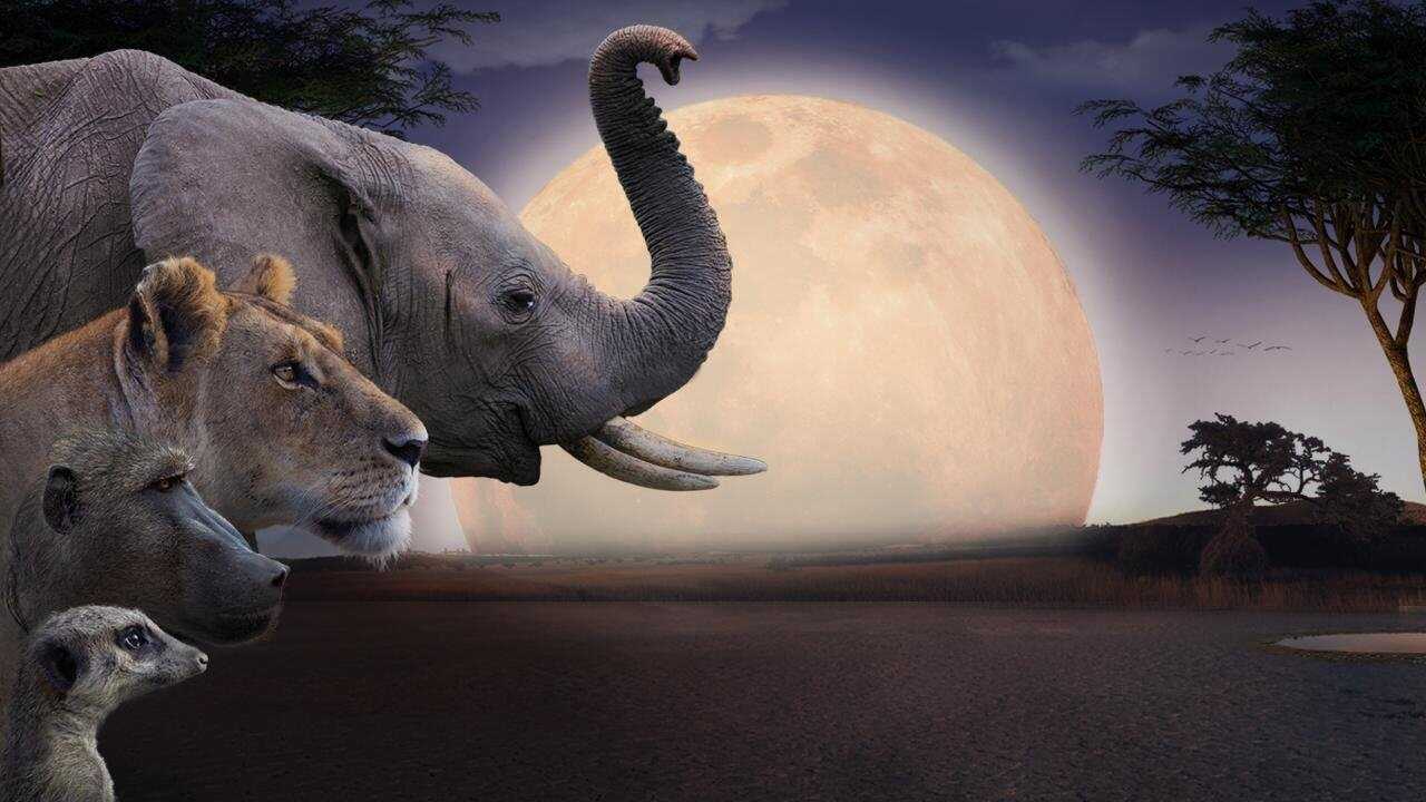 Kalahari, l'autre loi de la jungle 0