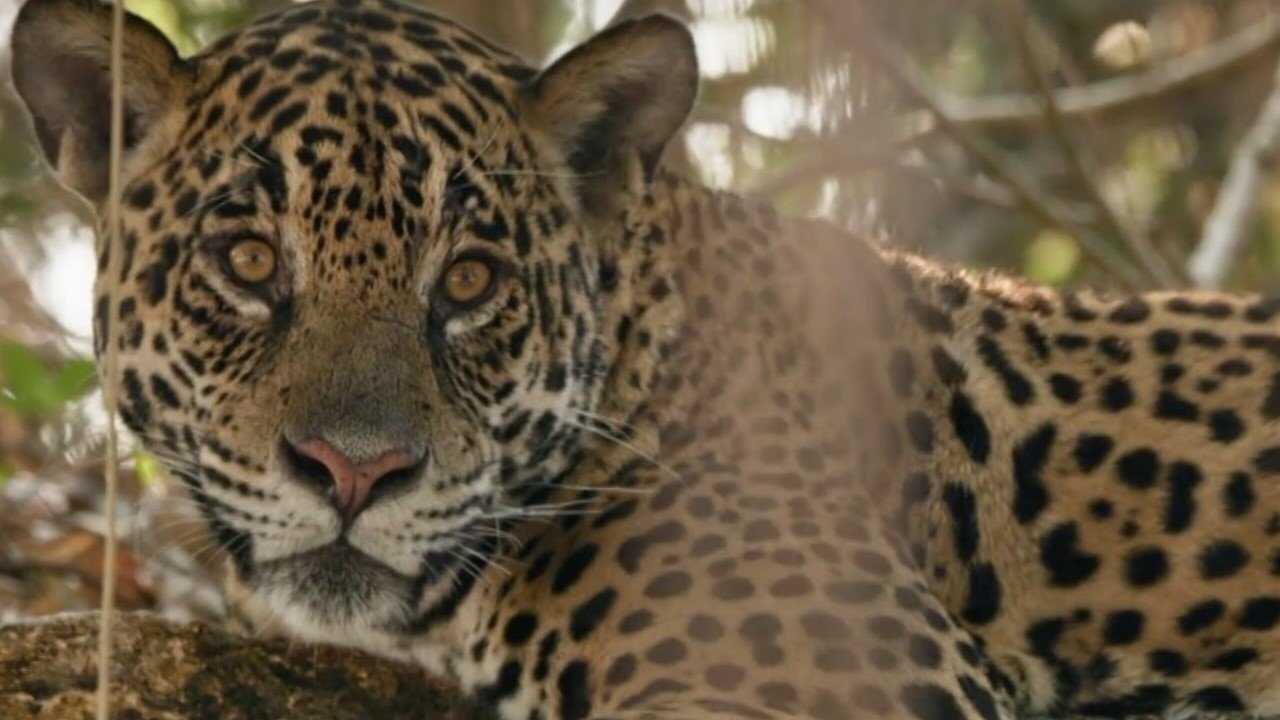 Au nom des jaguars 0