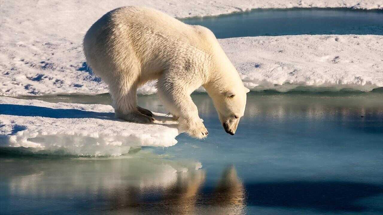 Polar Bears 0