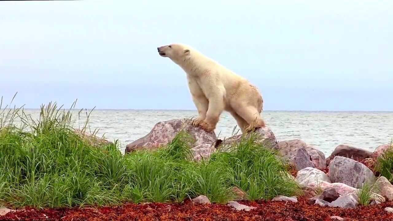 Polar Bears: A Summer Odyssey 0