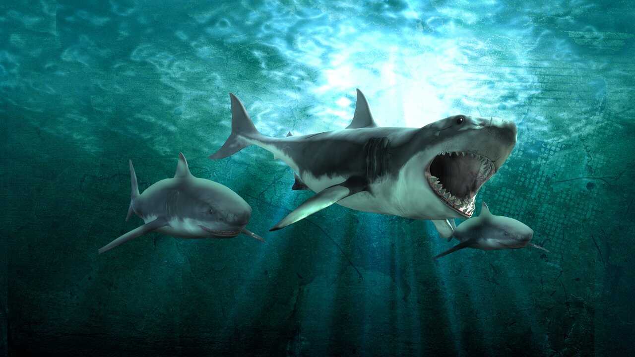 Shark Queens 0