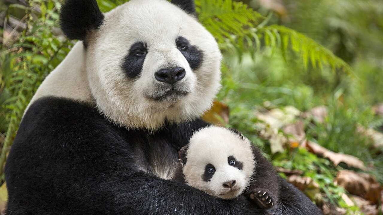 Born in China 0
