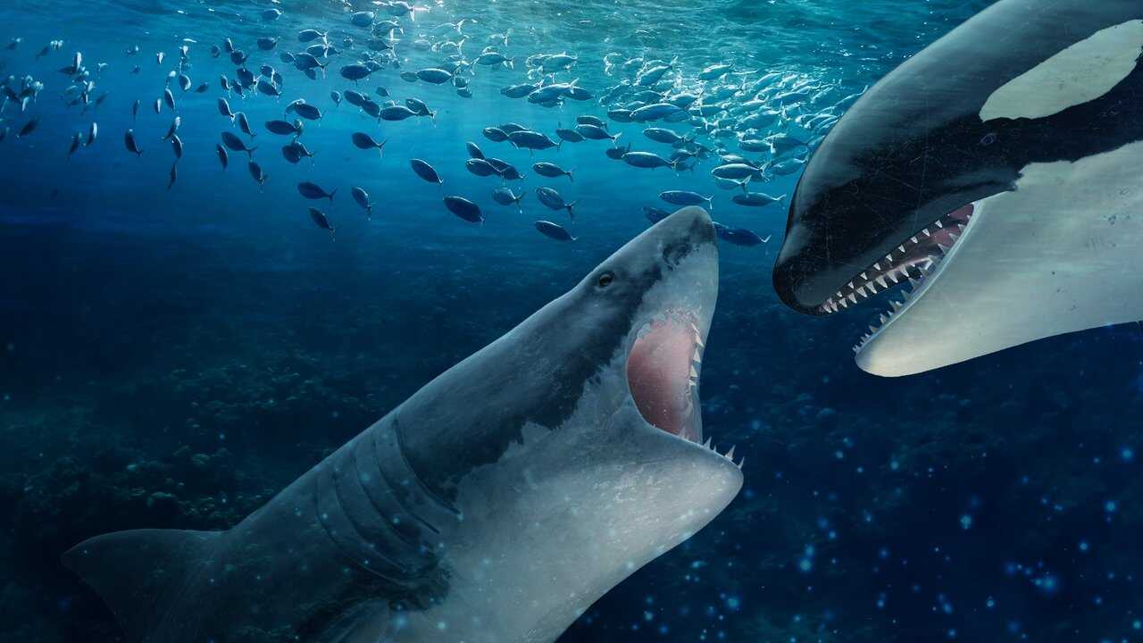 Orca Vs. Great White 0