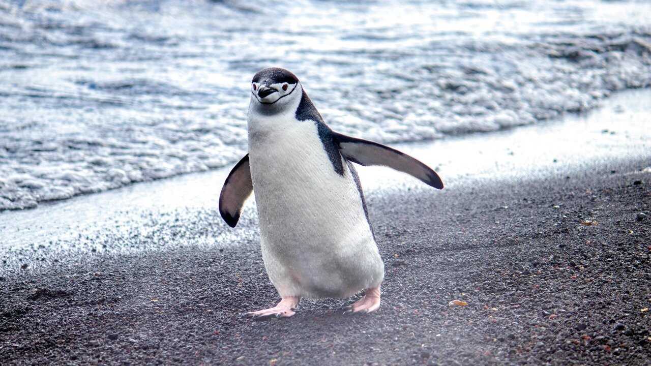 ES - Secretos de los pingüinos (2025) 3