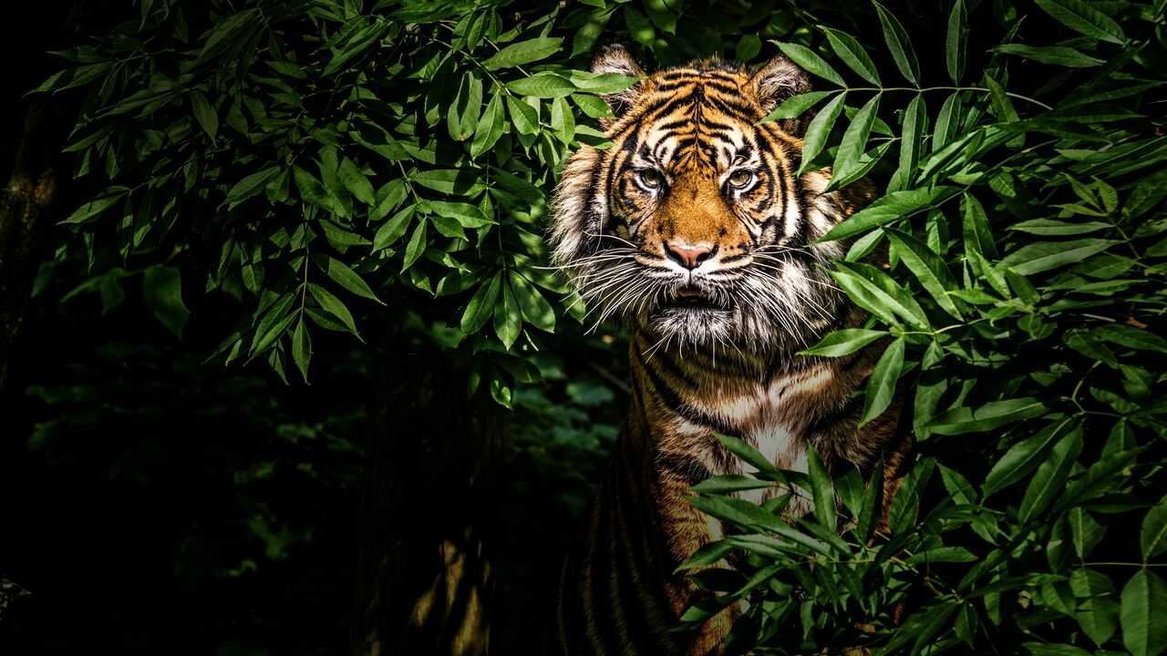 Thailand's Wild Cats 0
