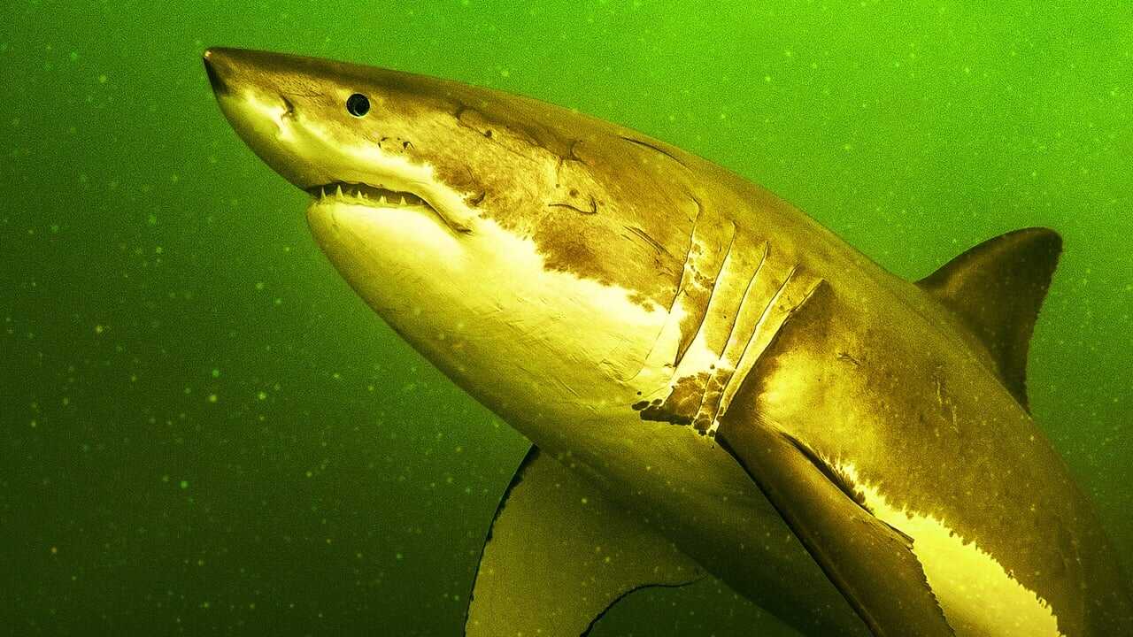 Return of the White Shark 0
