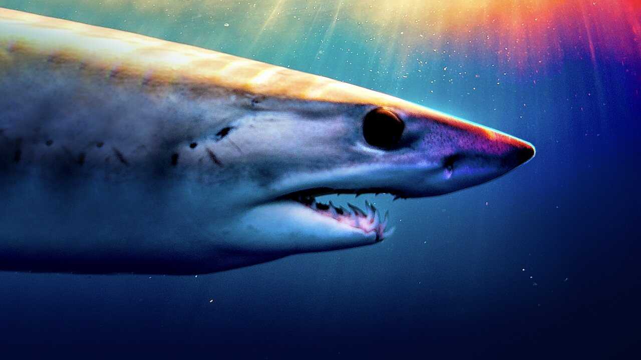 Shark Superpower 0