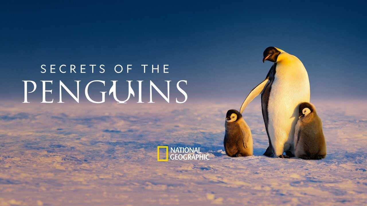 ES - Secretos de los pingüinos (2025) 2