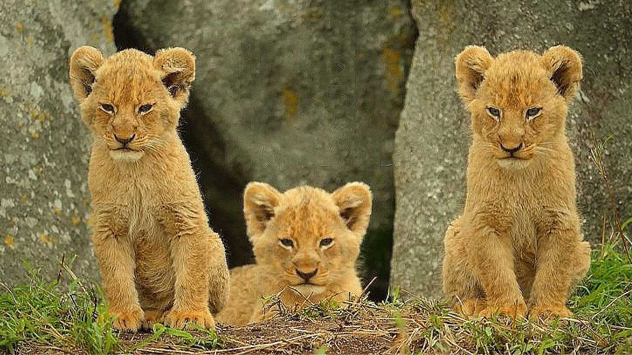 FR - Wild Babies : Petits et Sauvages 0