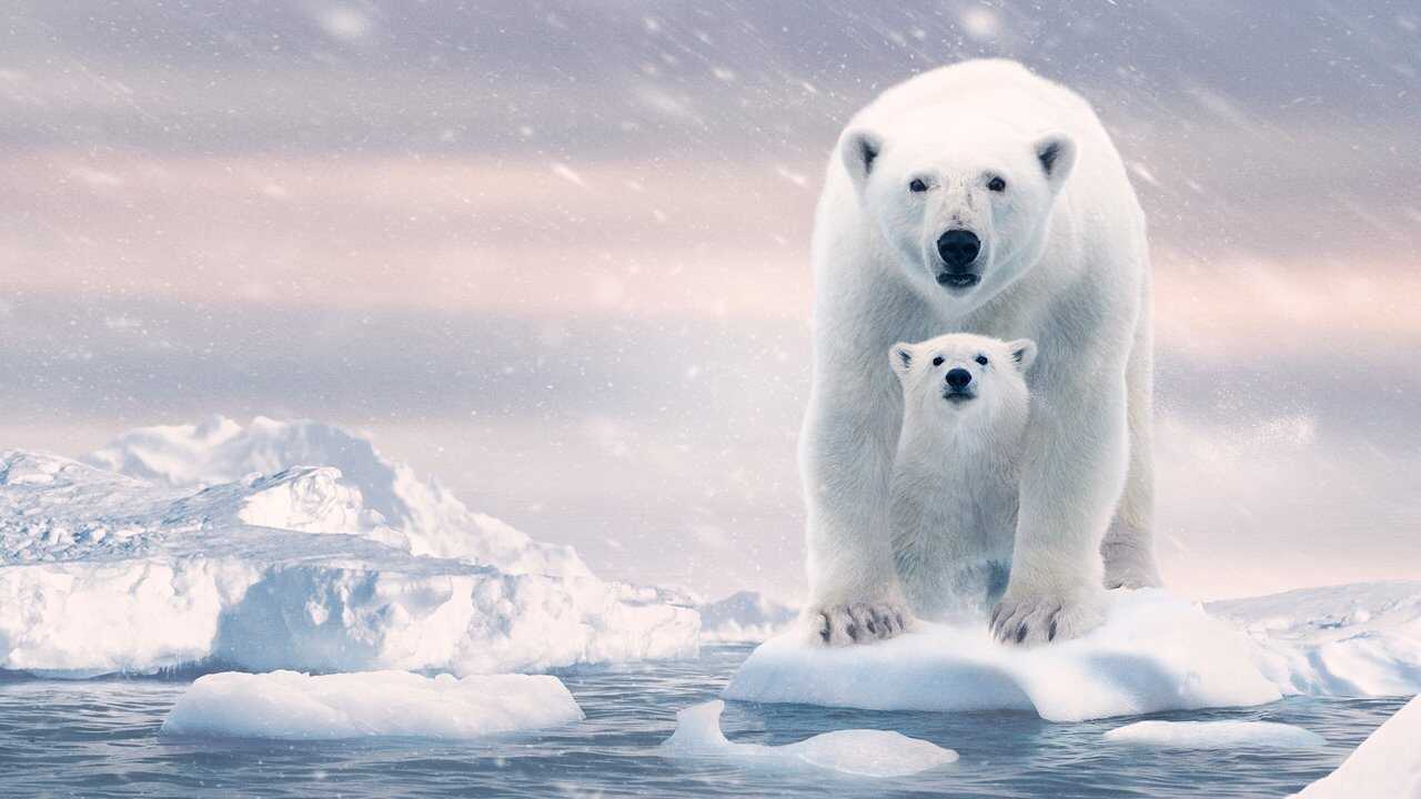 Polar Bear 0