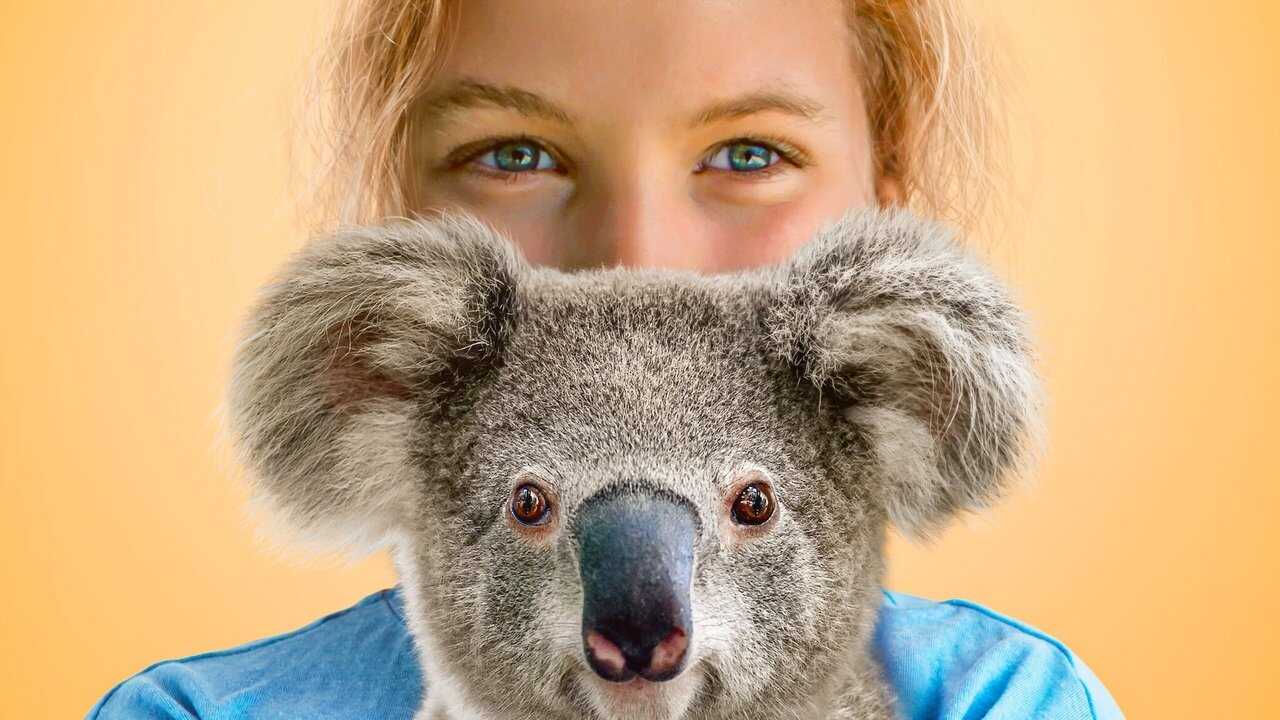FR - Izzy et les koalas 0