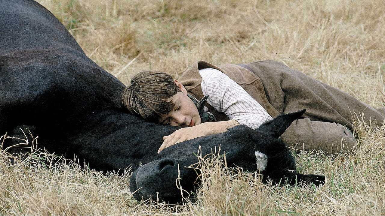 Black Beauty 0