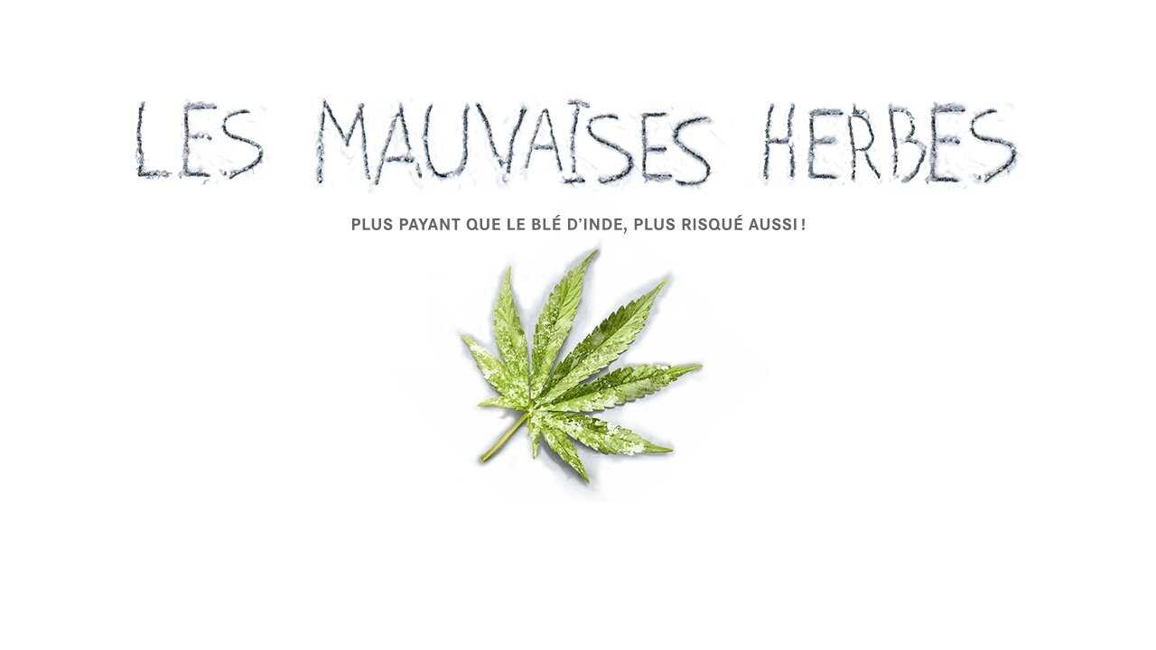 Les mauvaises herbes 0