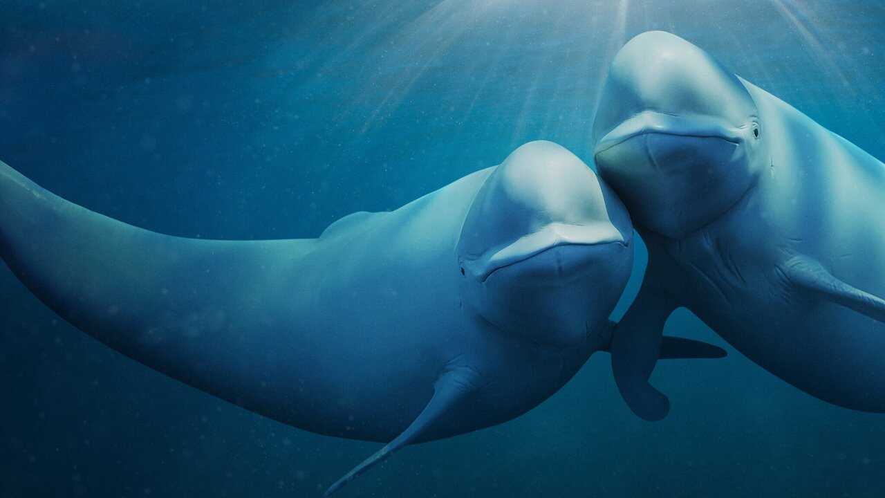 ES - Nuestros océanos (2024) 1