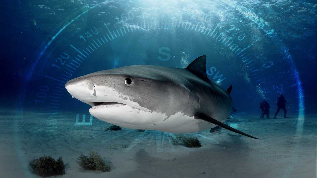 Sharks of the Bermuda Triangle 0