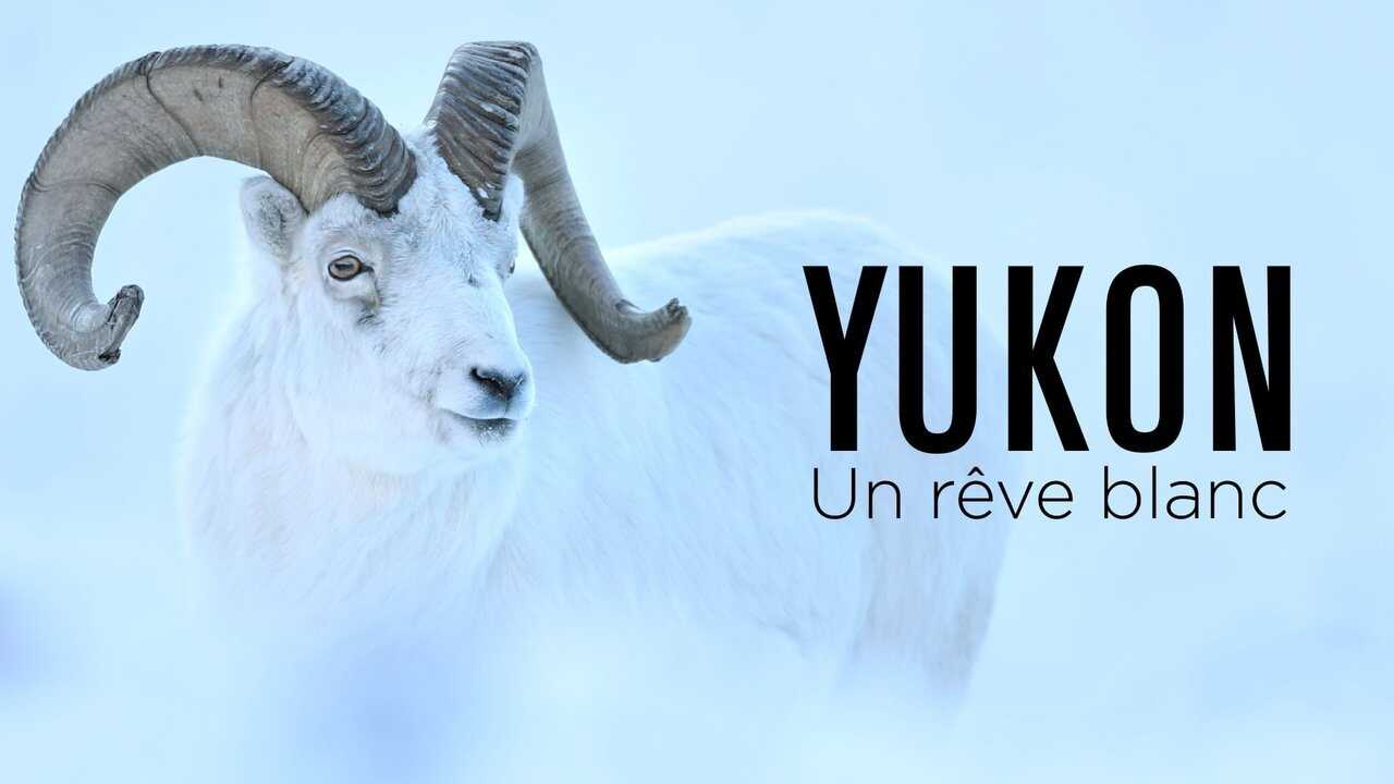 Yukon : un rêve blanc 0