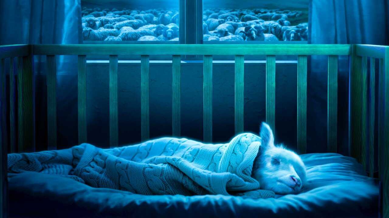 Lamb (2021) 0