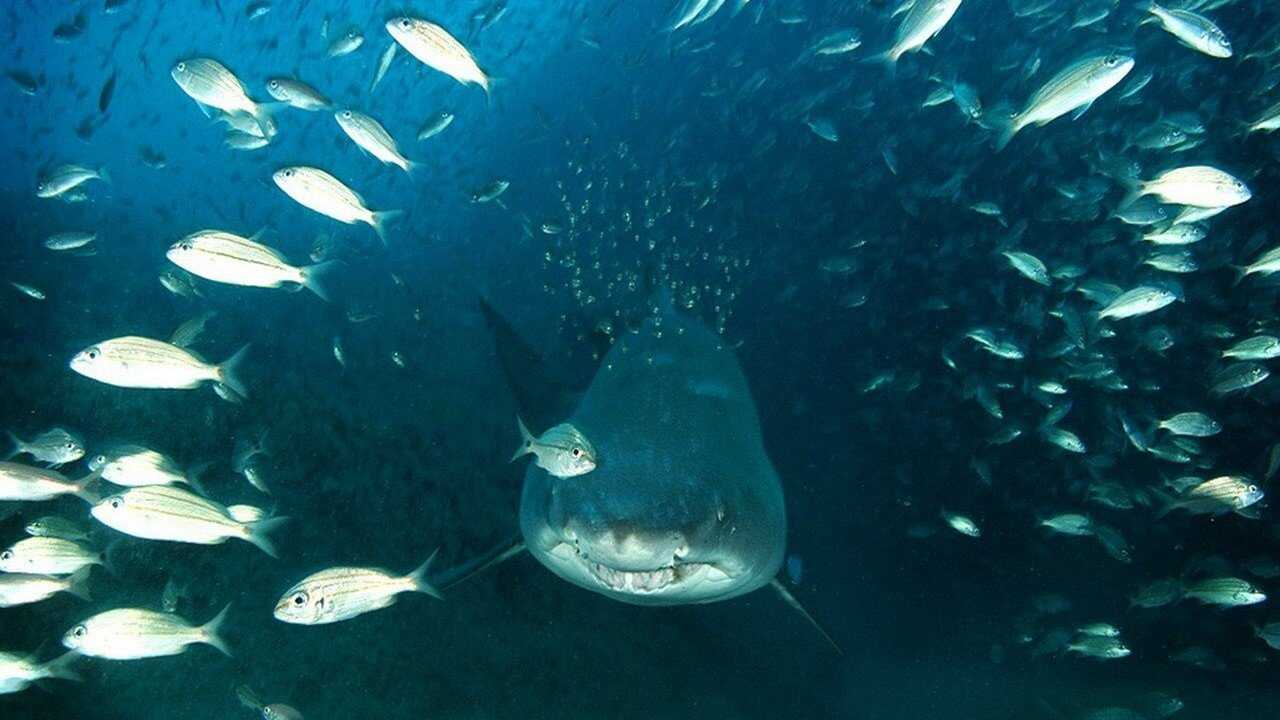 Deep Sea 3D 0