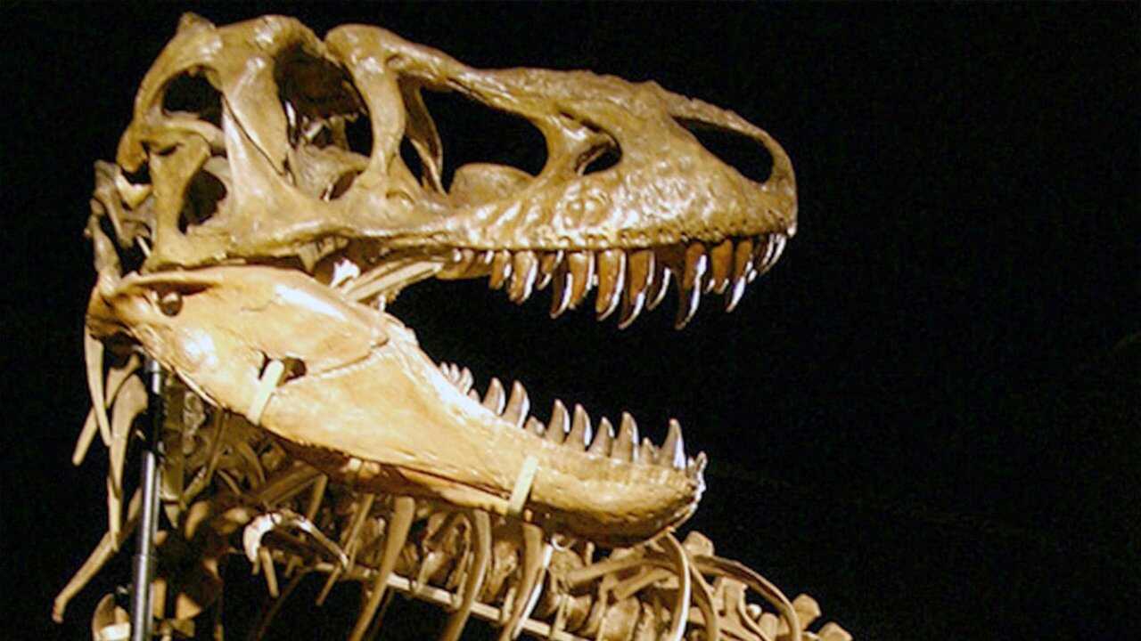 Dinosaures, la chasse aux fossiles (2024) 0