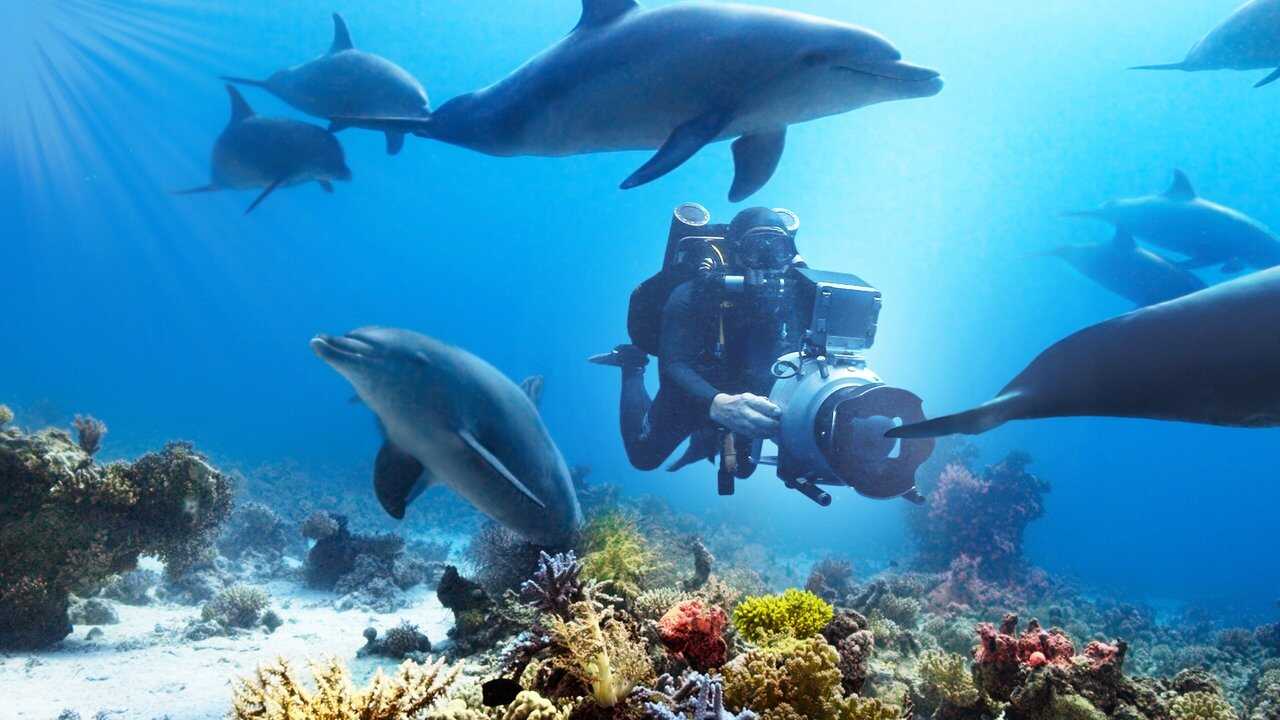 Diving with Dolphins 0