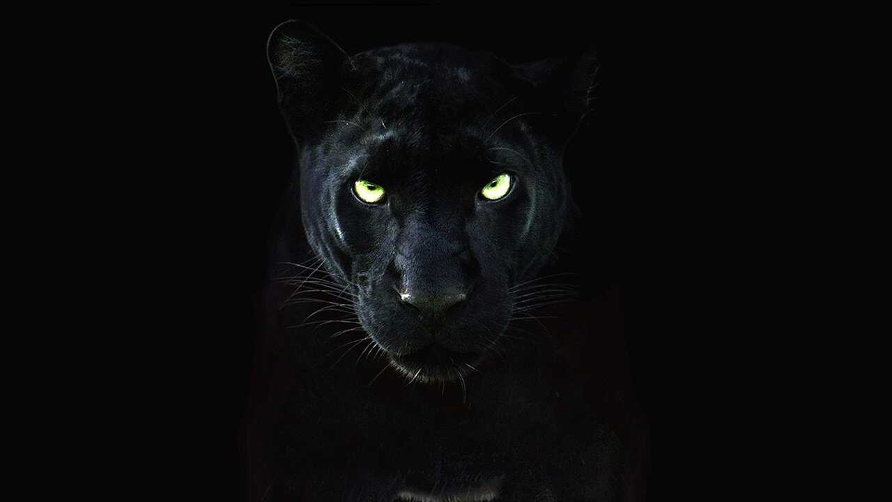 The Real Black Panther 0