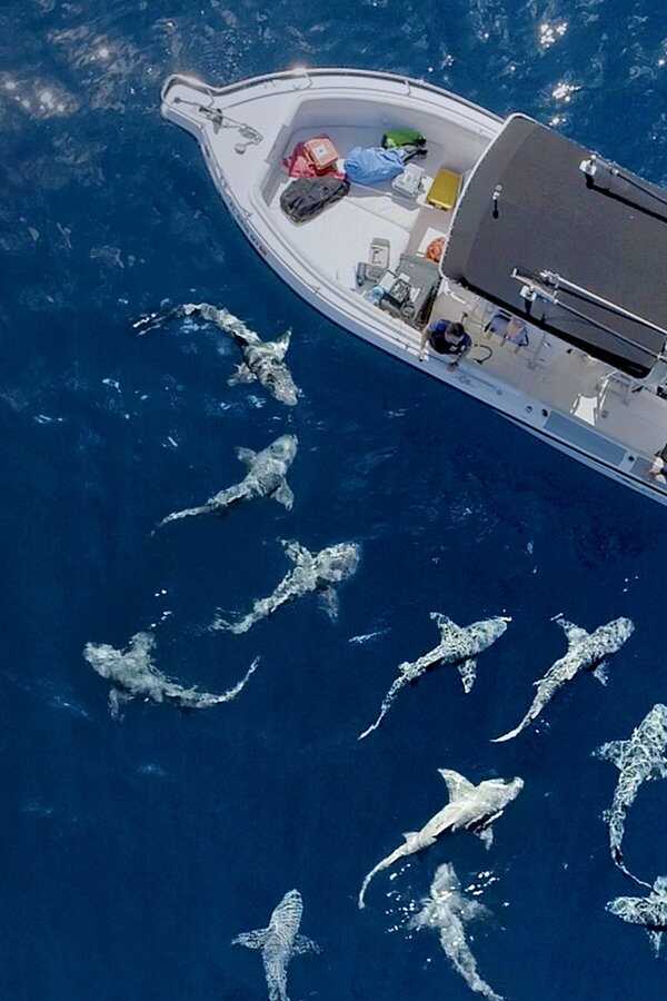 Jaws vs. Boats (2022) 0
