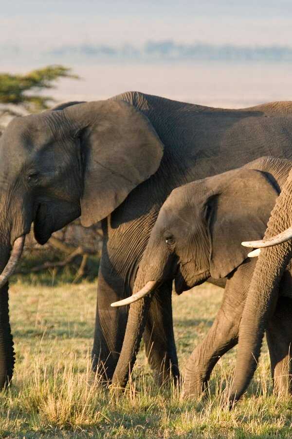 Elephant 0
