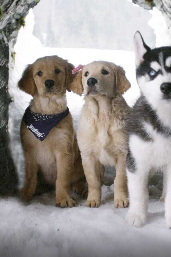 Snow Buddies (2008) 0