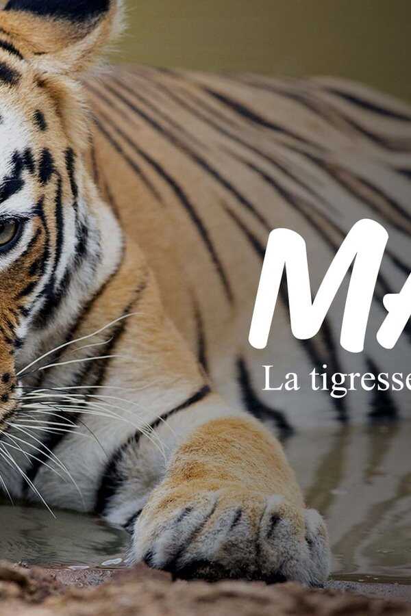 Maya, la tigresse du Maharashtra (2020) 0