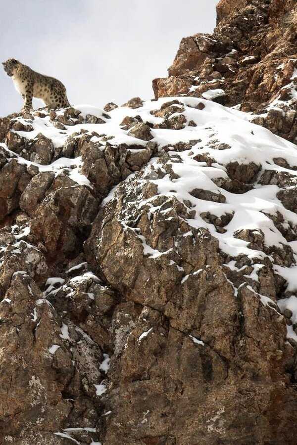 La Panthère des neiges (2021) 0
