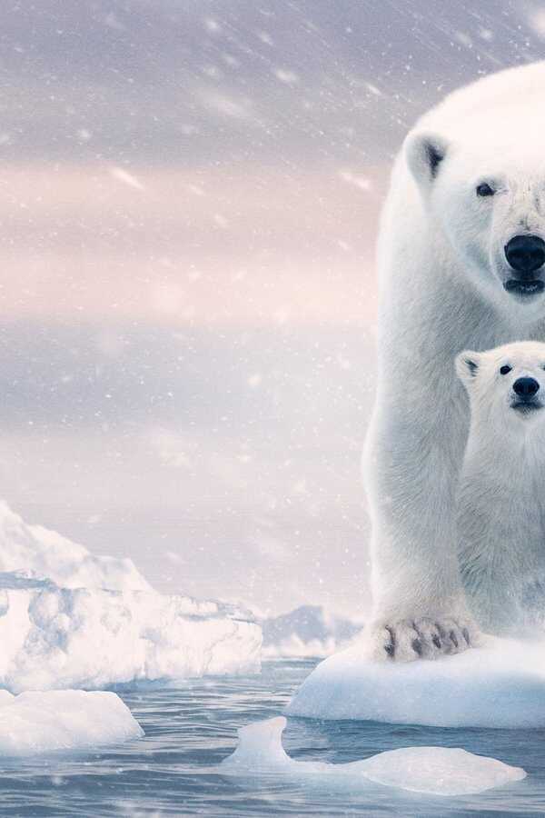 Polar Bear (2022) 0