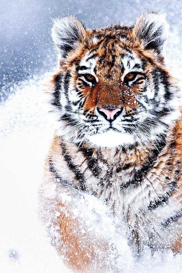 Russia's Wild Tiger (2022) 0