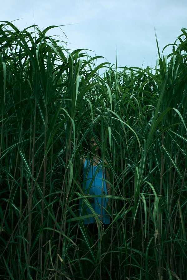 In the Tall Grass (2019) 0