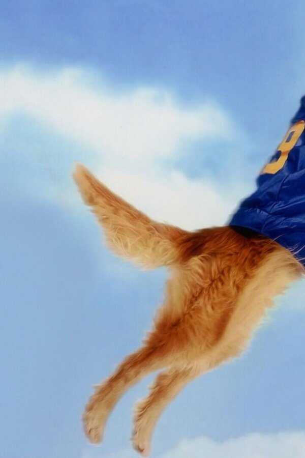 Air Bud (1997) 0