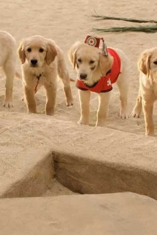 Treasure Buddies (2012) 0