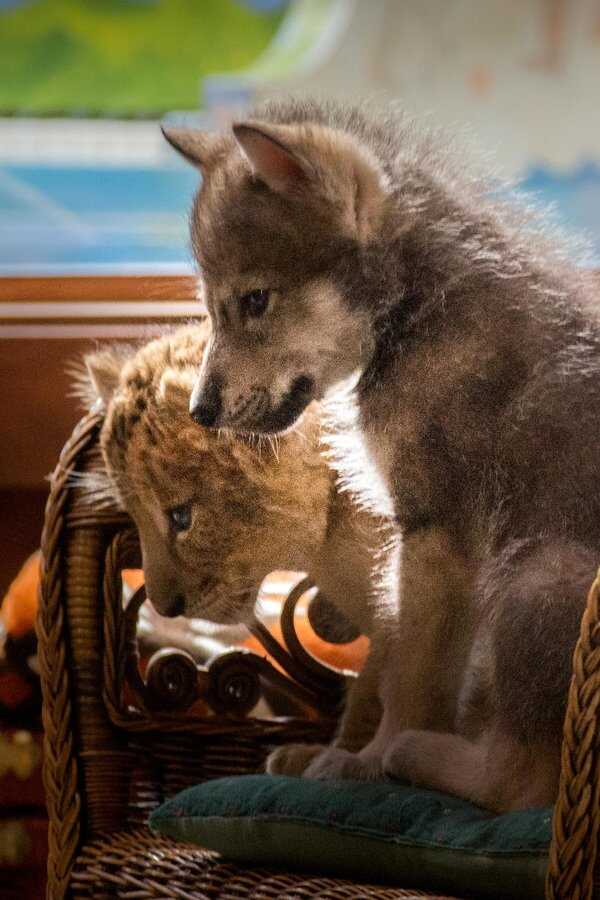 The Wolf and the Lion (2021) 0