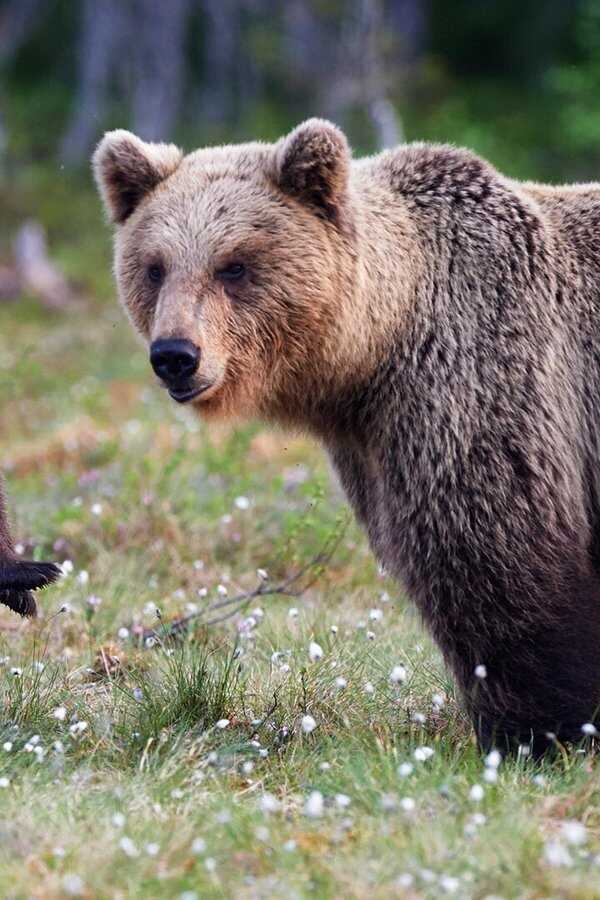 Le pays de l'ours (2023) 0