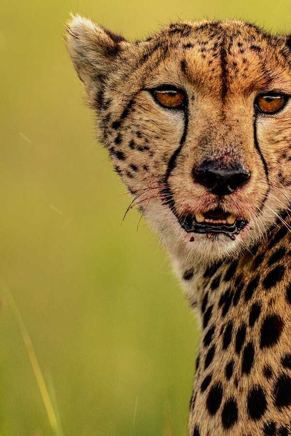 The Way of the Cheetah (2022) 0