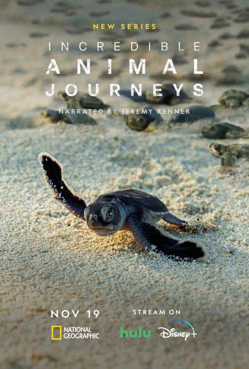 ES - Viajes increíbles de animales (2023) 8